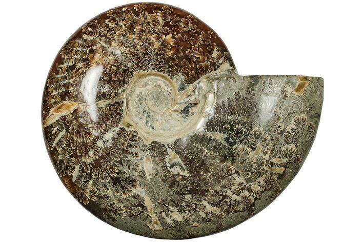 Polished Ammonite (Cleoniceras) Fossil - Madagascar #205139
